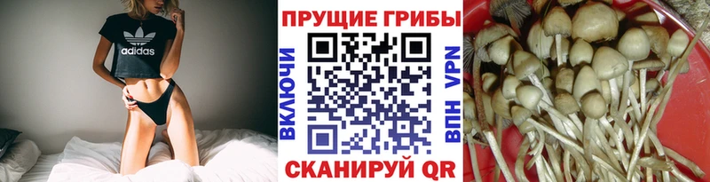 Галлюциногенные грибы Psilocybe  цены наркотик  Горняк 